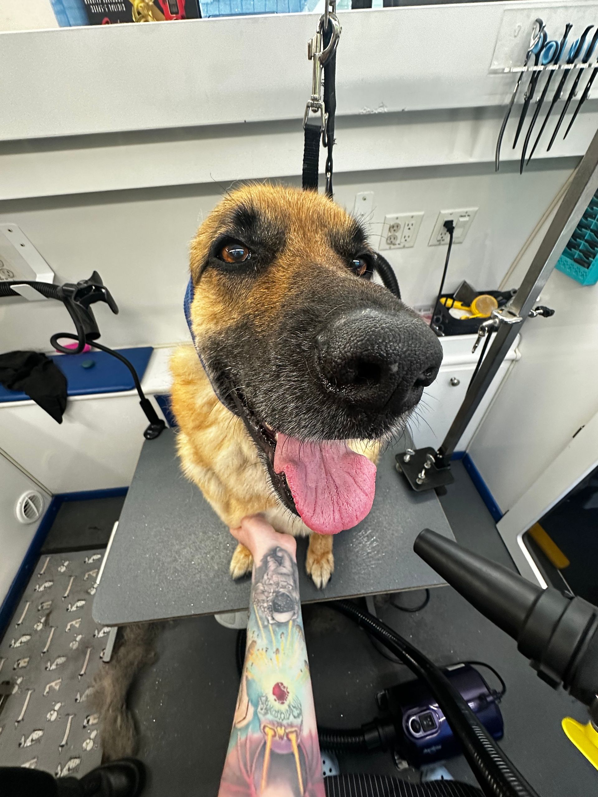 German Shepherd wearing hearing protection while being blow-dried, looking happy on table