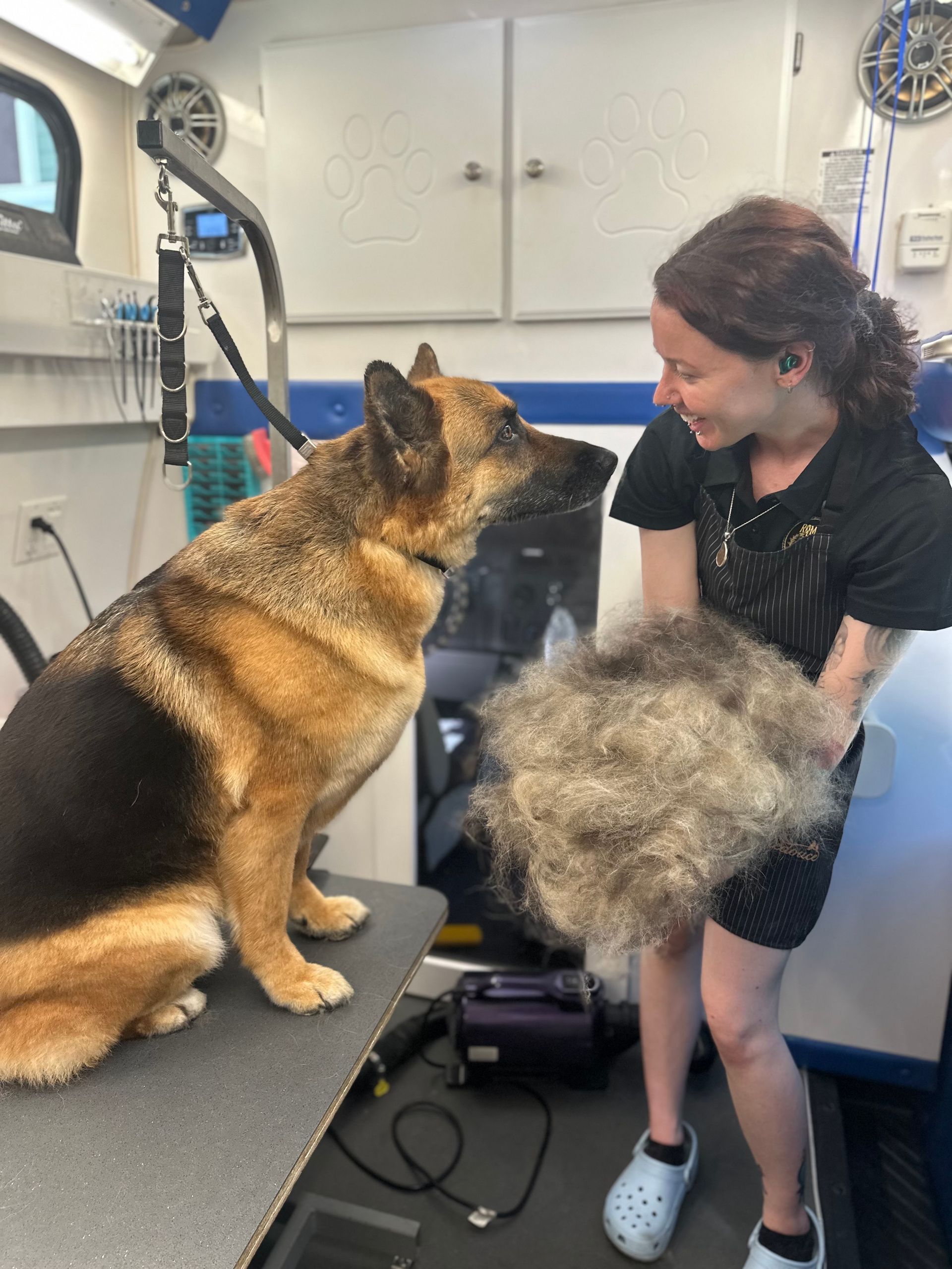 German Shepherd post-groom looking at Ottillie lovingly as she holds a giant pile of deshedded fur