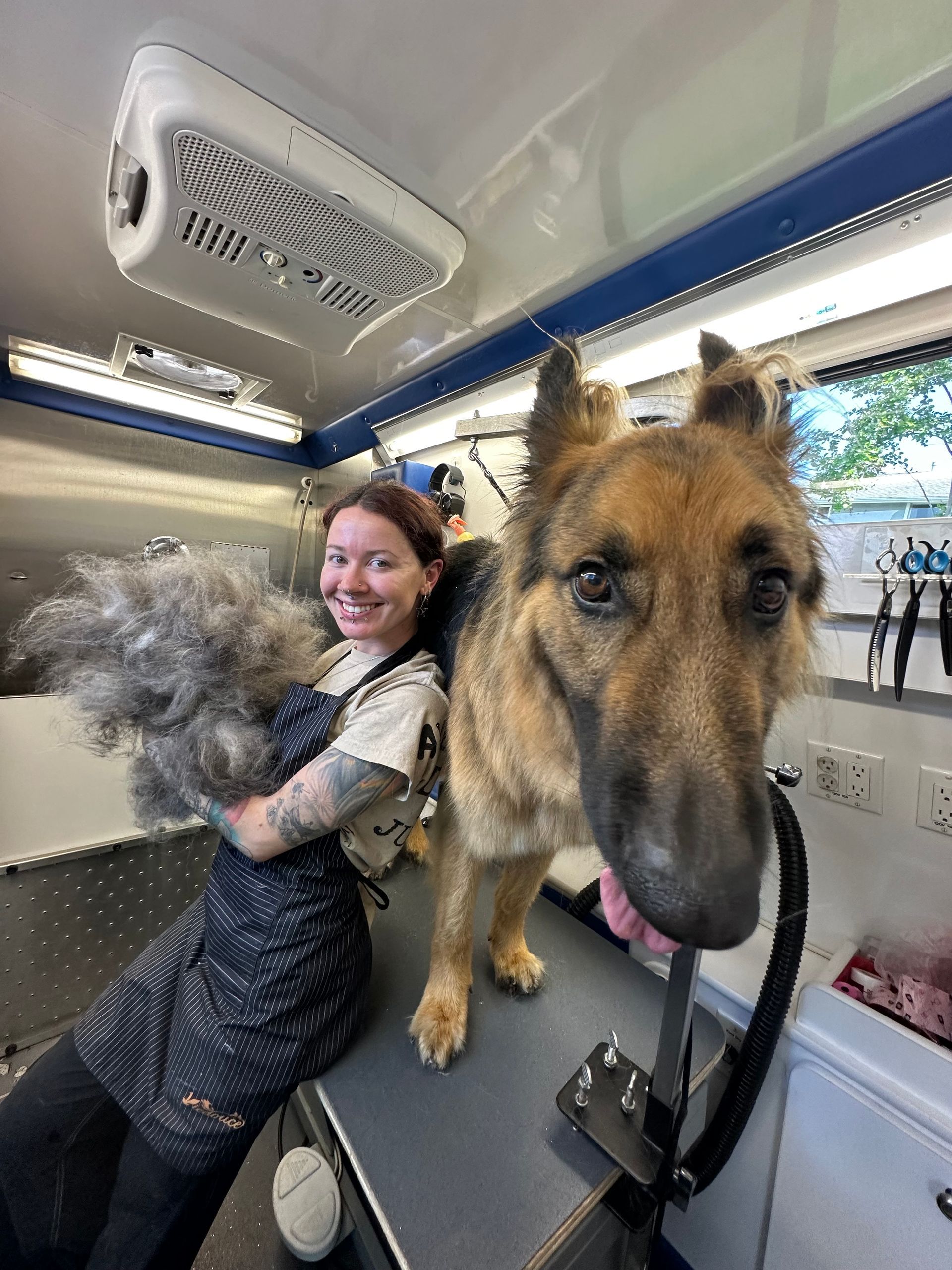 Ottillie smiling next to longhair German Shepherd with huge pile of deshedded fur in van