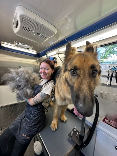 Smiling groomer Ottillie holding a pile of shed beside a calm German Shepherd after deshedding in Penryn.
