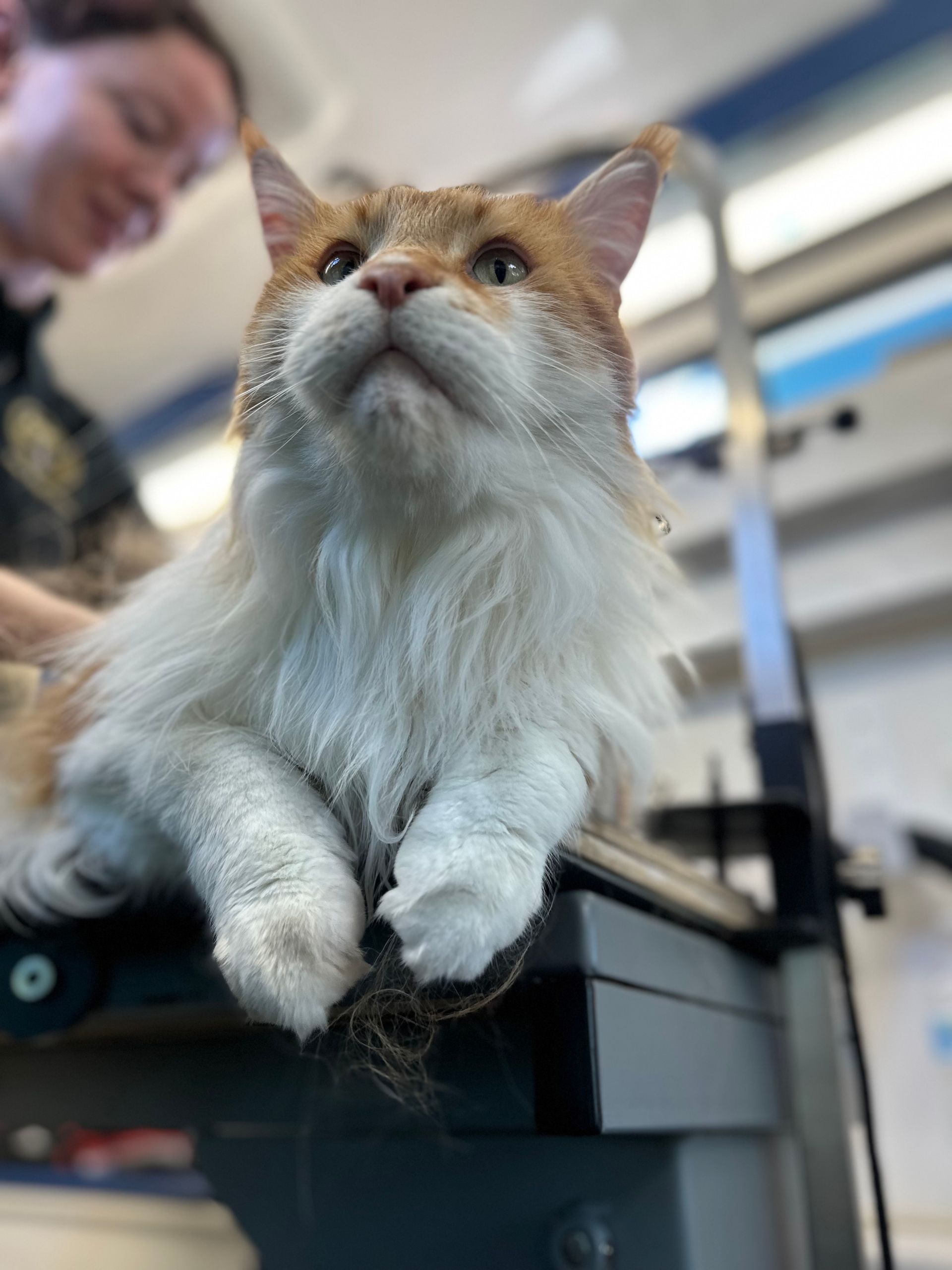Tim the Maine Coon laying regally on grooming table in van while being brushed out