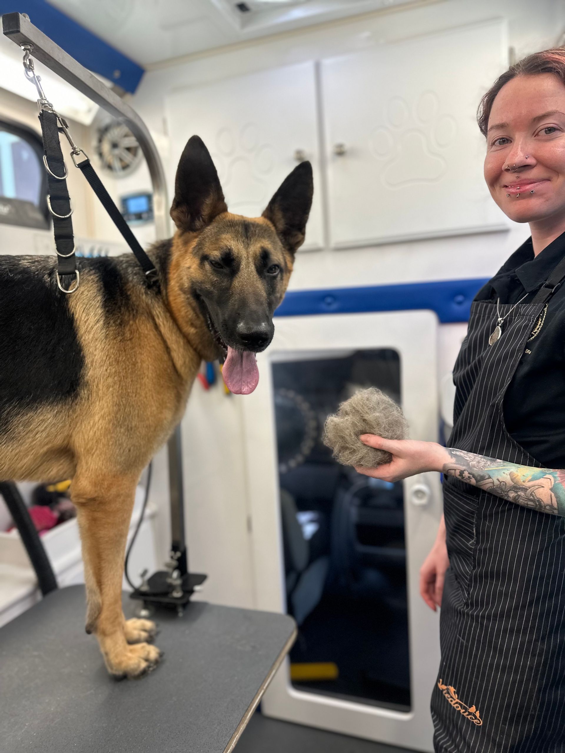 Ottillie smiling beside a short-haired German Shepherd post-deshed with fur pile in hand