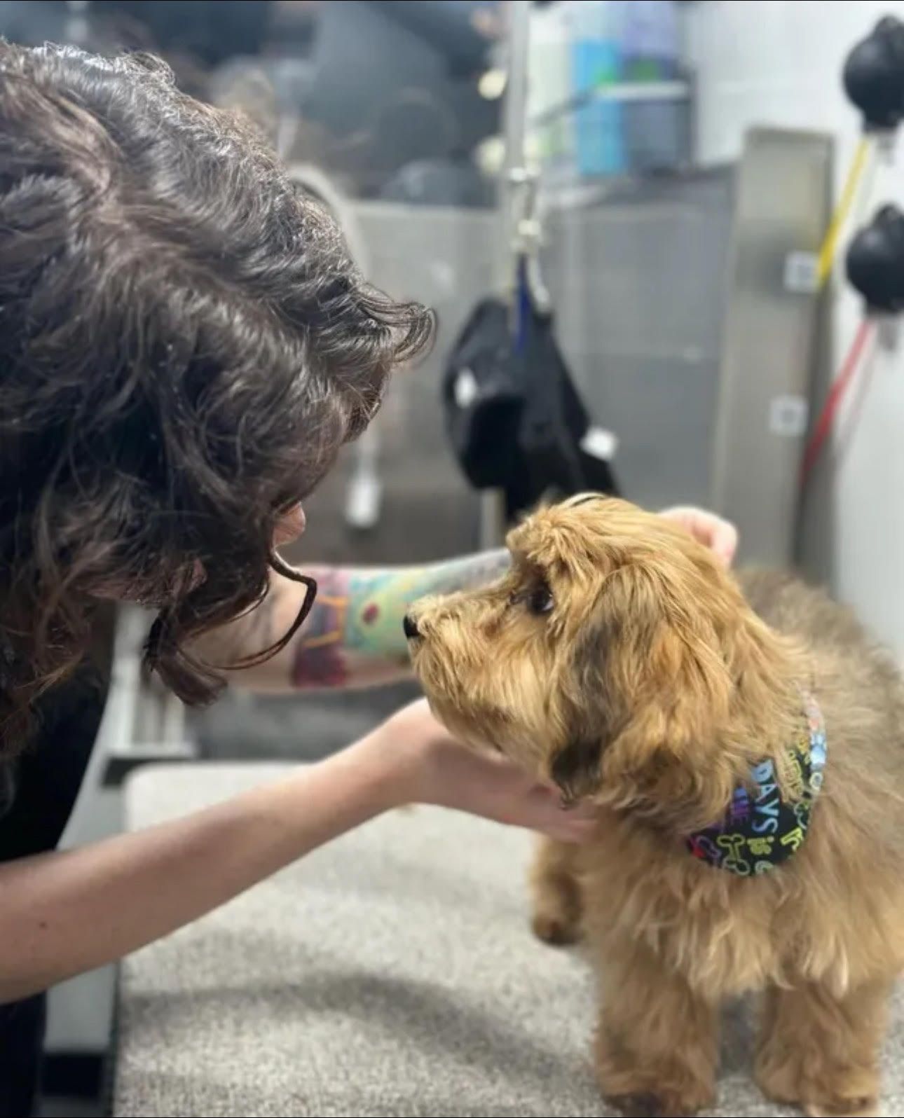 Calm puppy getting a bandana from Ottillie after her first mobile grooming appointment in Lincoln, California.