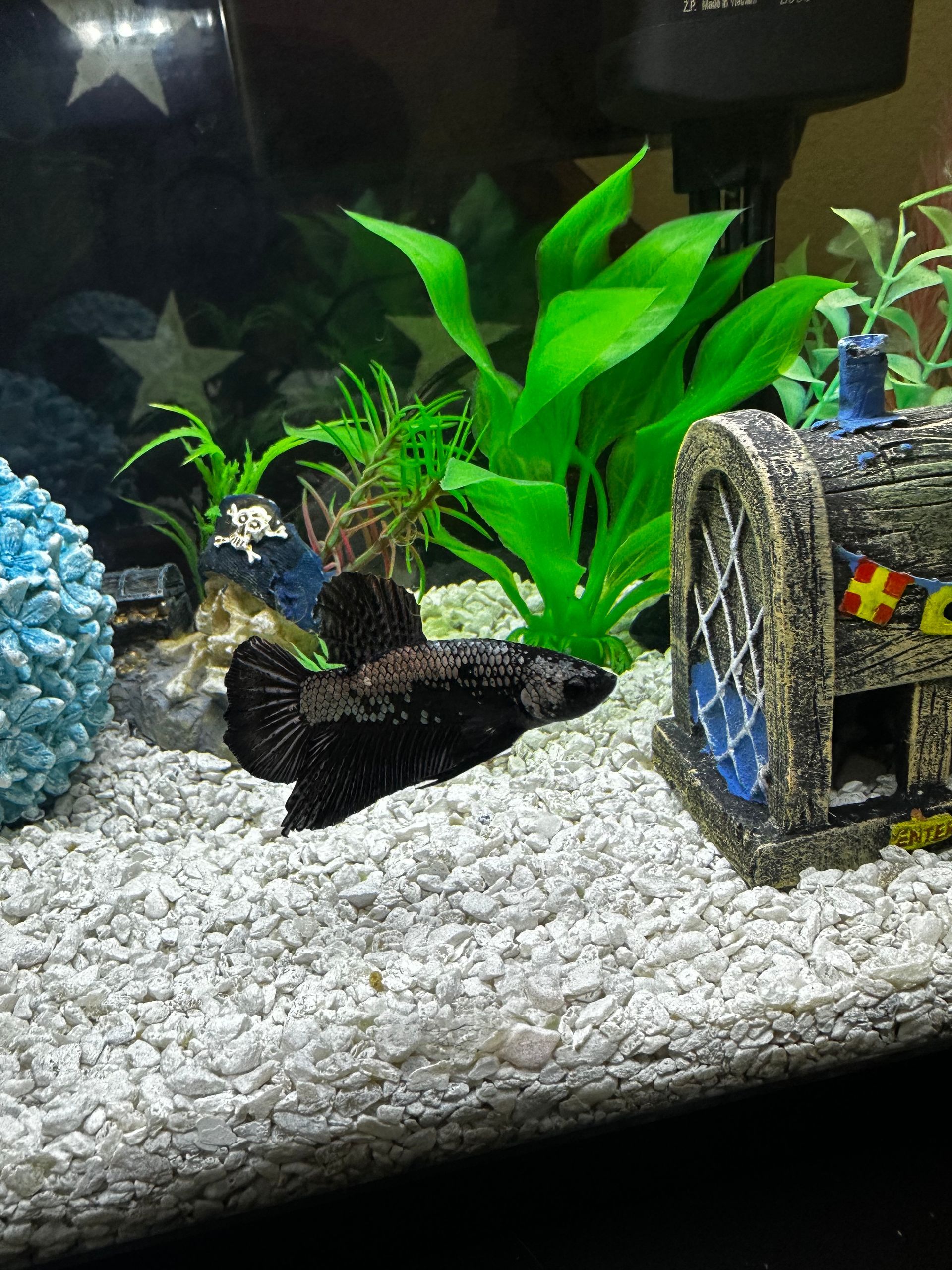 Solstice, a curious Samurai Betta, looking into the camera at Roman’s Empire in Folsom, California.