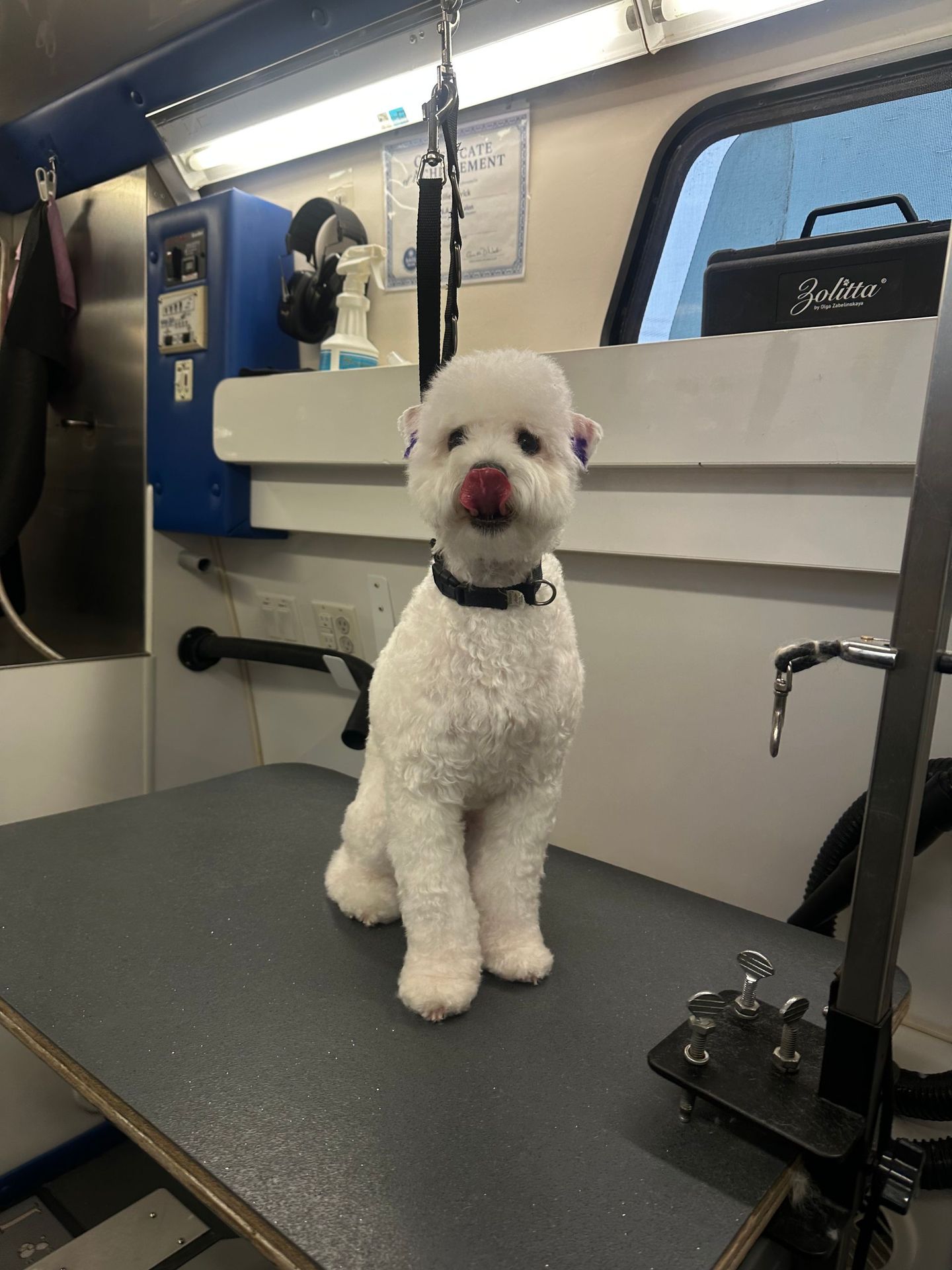 Freshly groomed dog named lavender after a mobile Bath and Haircut  service in Gold River, CA