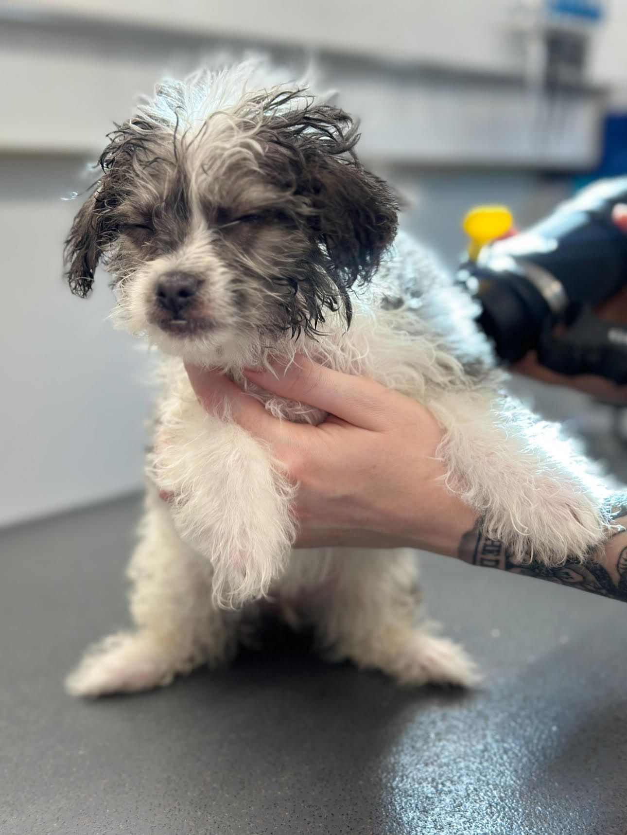 Calm doodle puppy enjoying a blow-dry during mobile grooming with Roman’s Empire in El Dorado Hills.