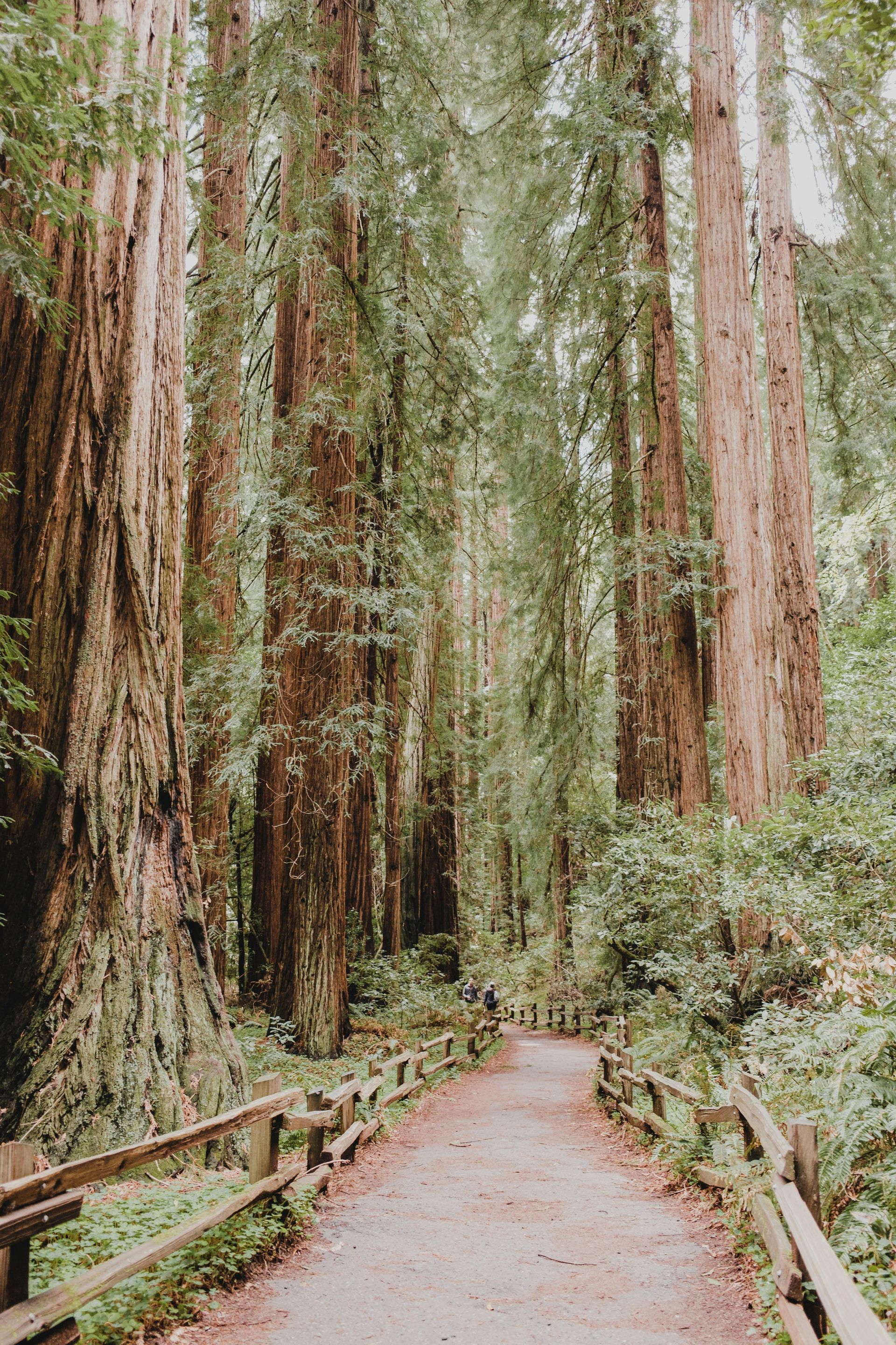 Pathway through tall redwood trees, wooden fence, dappled sunlight, green foliage.