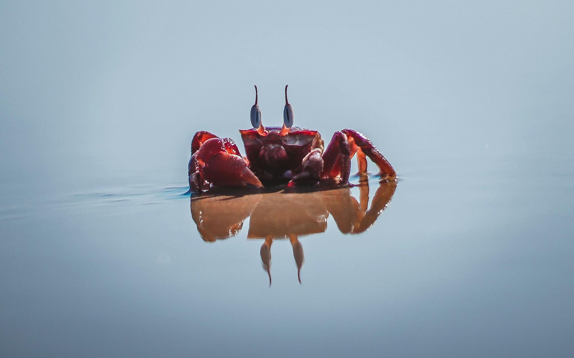 Red crab standing in shallow water, with reflection.