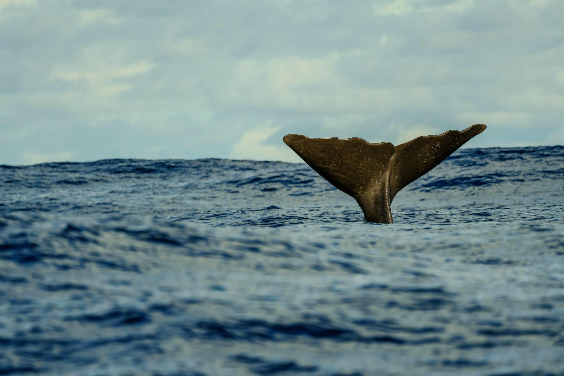 Whale tail breaching ocean surface, showing dark brown fluke against blue water and cloudy sky.