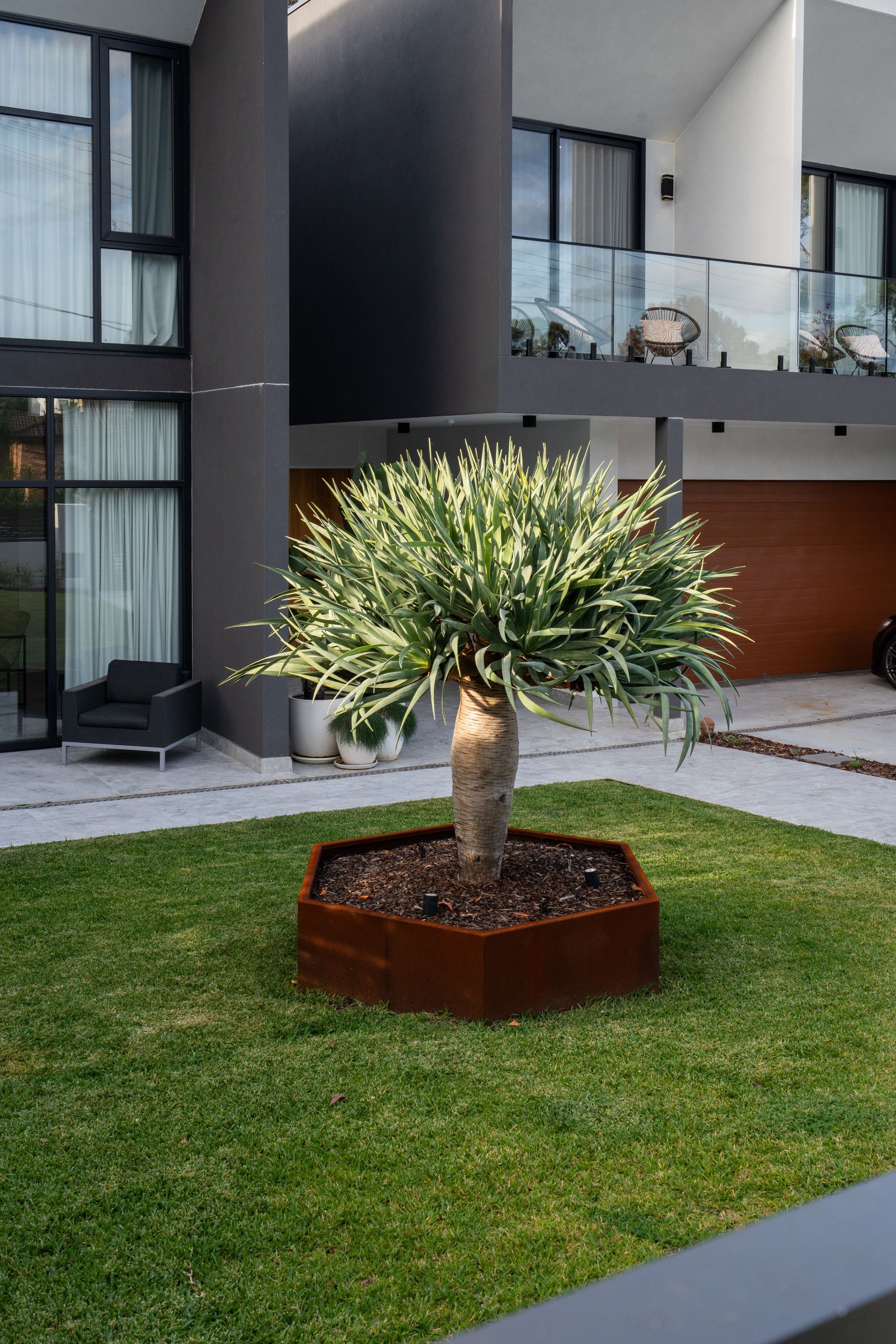 A large dragon tree is sitting in the middle of a lush green lawn in front of a house.