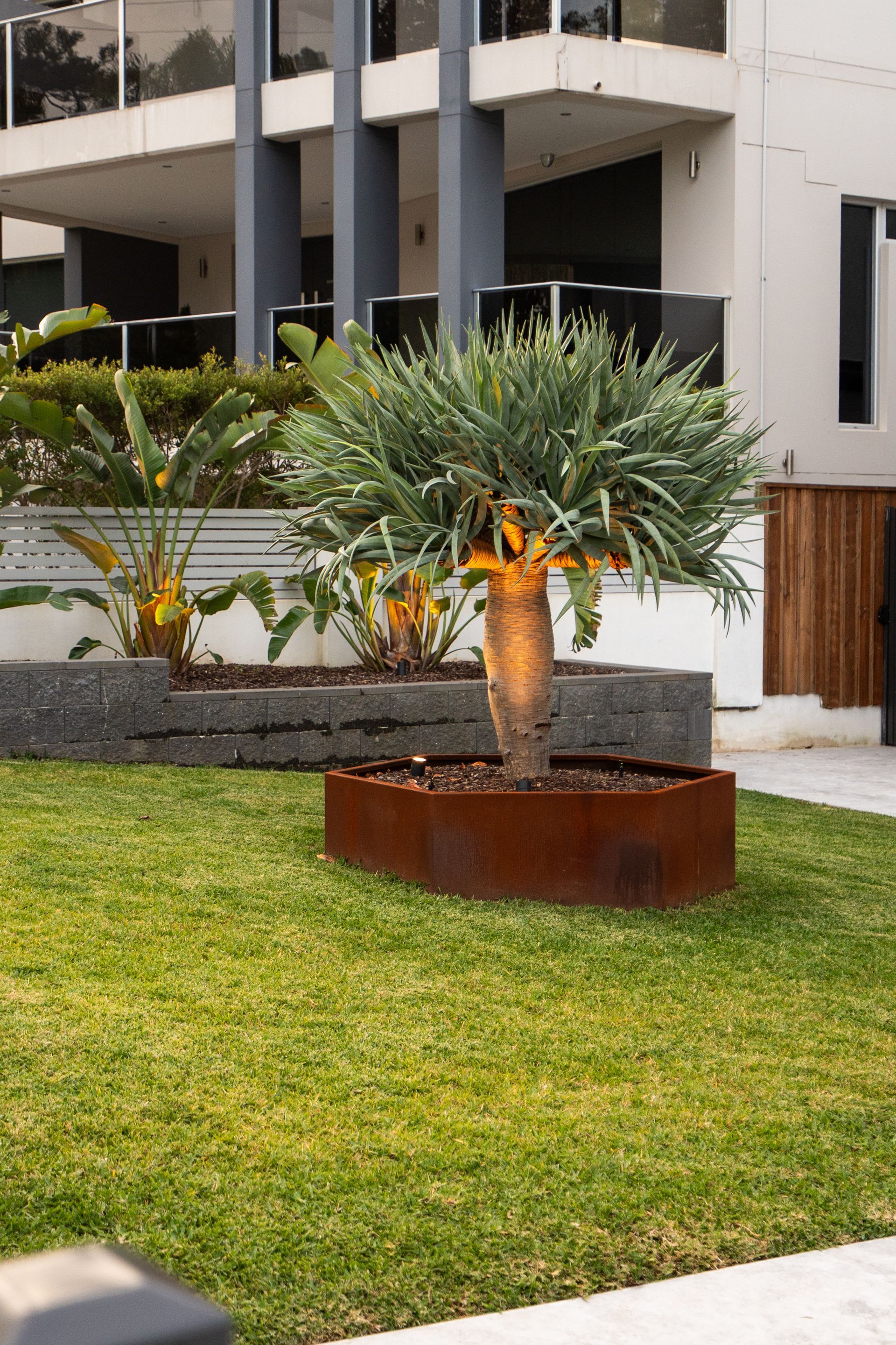A dragon tree is sitting in a planter in the grass in front of a building.