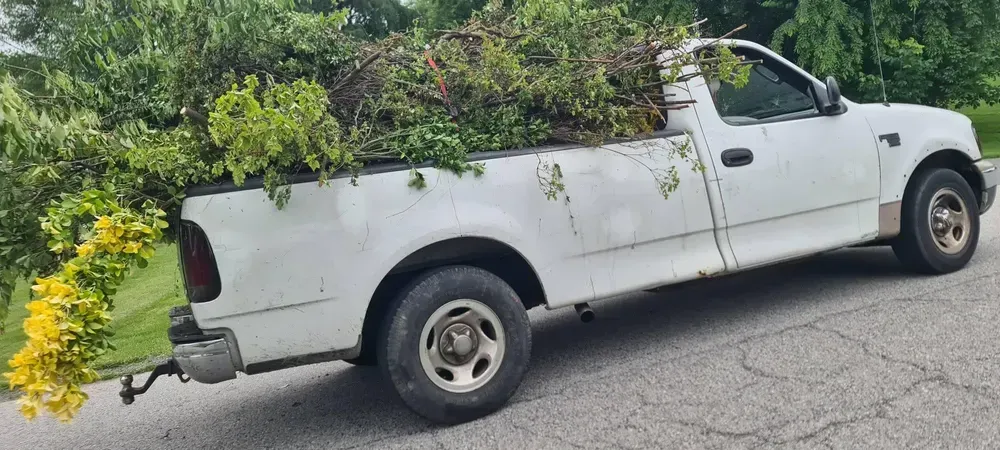 White pickup truck overloaded with yard waste, including yellow flowering vines hanging off the back, parked on a road.