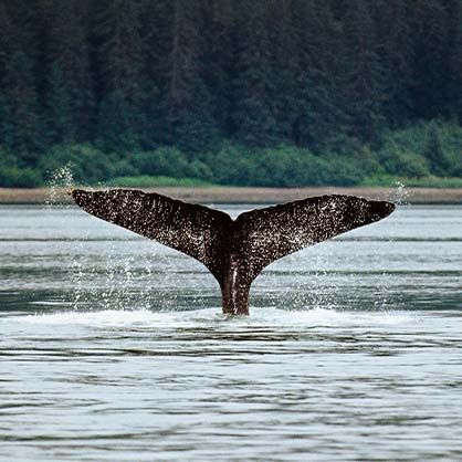 Whale tail breaches water, creating a splash, with a treeline backdrop.