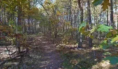 Chimney-Sweep-Portland-A sun-dappled forest path winds through a grove of trees in autumn.