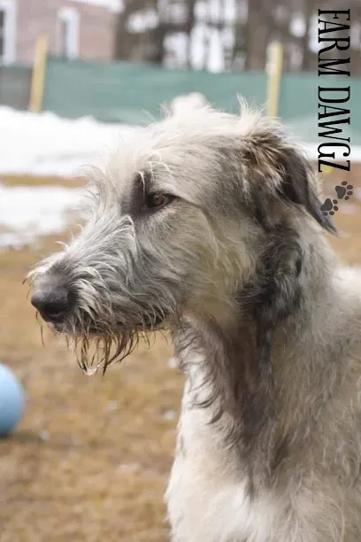 Chimney-Sweep-Portland-Long wooden covered bridge spans a flowing river under a dramatic cloudy sky, surrounded by lush green trees.