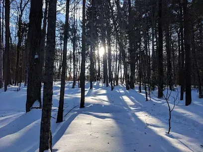 Chimney-Sweep-Portland-Sunlight streams through a dense forest, casting long shadows on a snow-covered ground. The scene is serene and evokes a sense of quiet winter beauty.