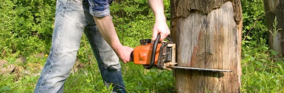 A person cuts into a tree stump with an orange chainsaw in a grassy, wooded area.