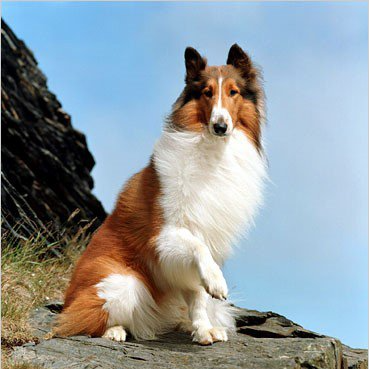 Column Living With Dogs Lassie The Dog Film Star