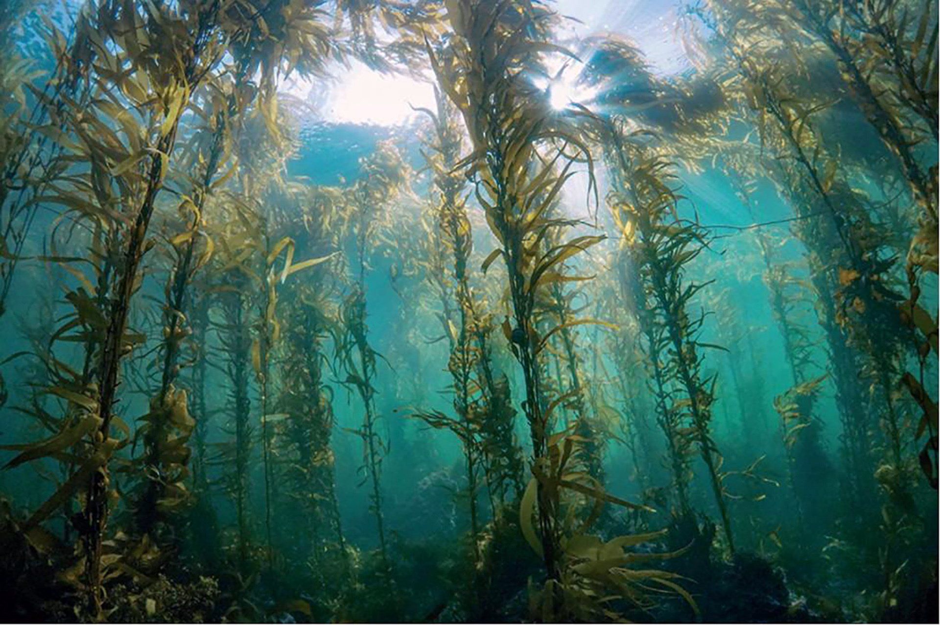 Column Nature Notes Kelp Forests