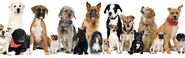 HOW MANY DOG BREEDS ARE THERE?