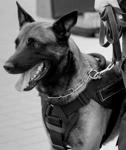 image agent de protection CYNOPHILE Chantilly