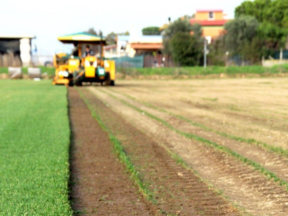 operazioni di posa prato