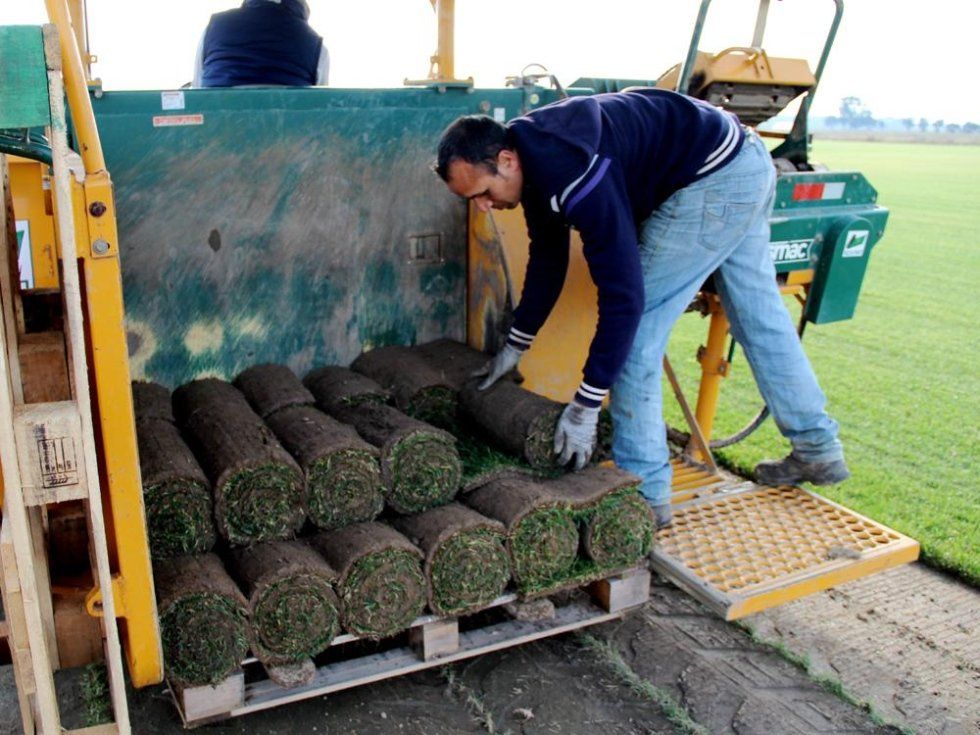 addetto mentre posiziona i rotoli di prato