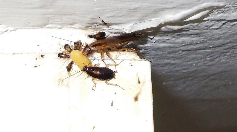 Terapia de Pareja CDMX