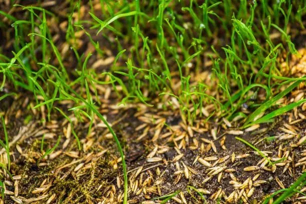 Close-up of newly sprouted green grass among scattered, tan seed husks in dark soil.