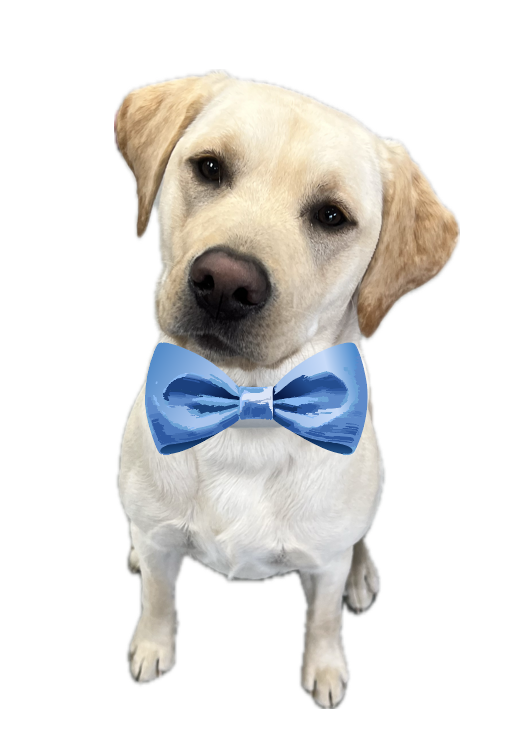A dog wearing a blue bow tie is sitting on a white background.