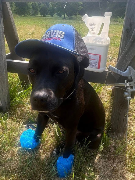 Black dog wearing a blue baseball cap and blue paw protectors, sitting outside on grass.