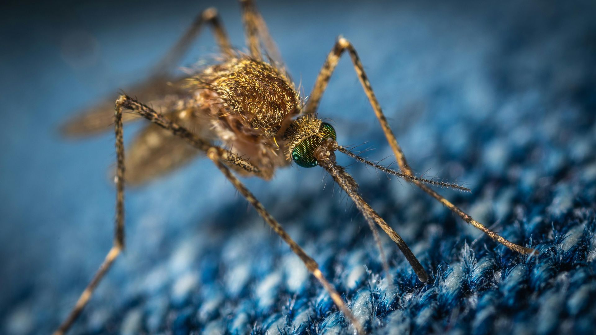 A close-up of a mosquito with green eyes on a blue, textured surface.
