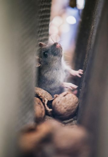 Mouse with nuts, peering upwards between light-colored objects; soft focus.