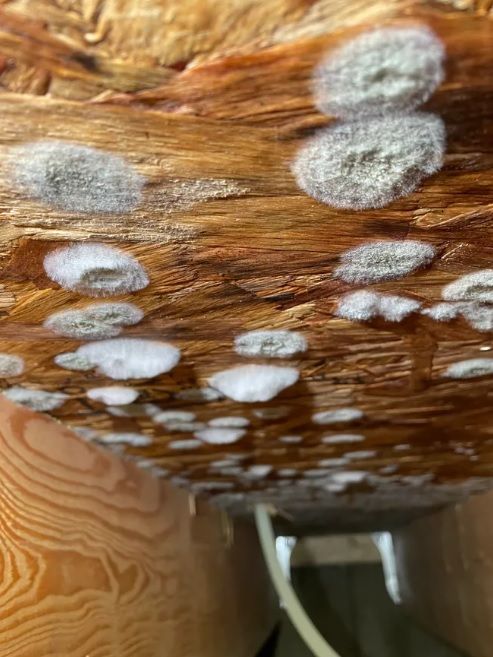 image of white mold growing on wood surface in attic of Victoria BC home, courtesy of Speedy Mould Removal www.speedymouldremoval.ca - (778) 401-3674