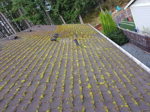roof moss removal victoria bc