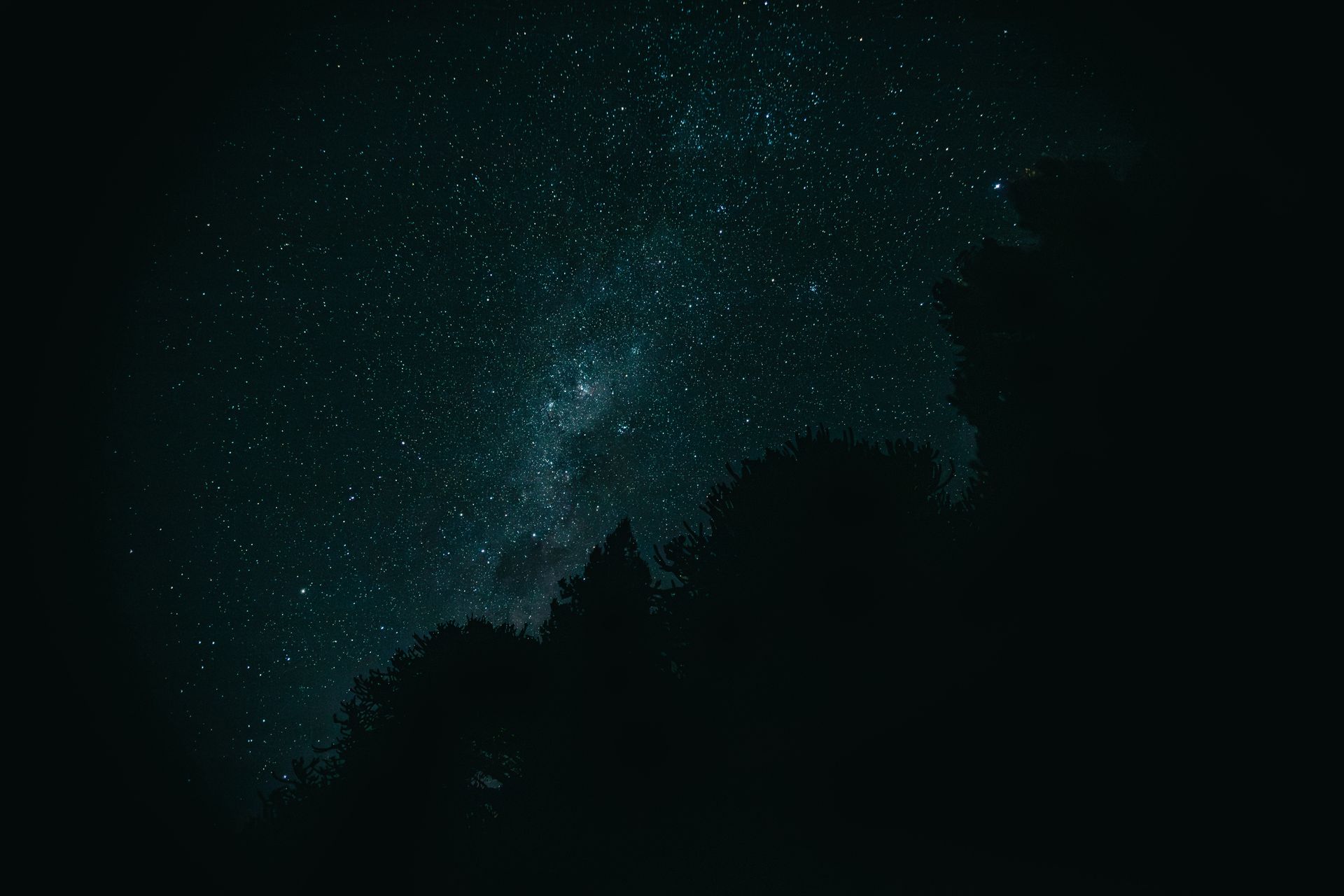 A close up of purple flowers with green leaves on a dark background.