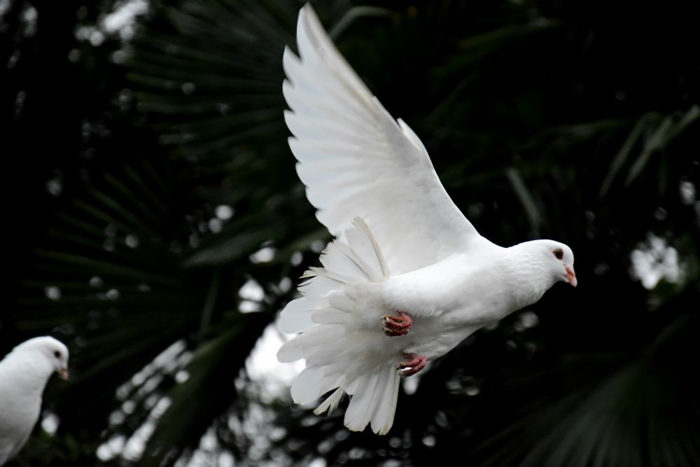 White dove in flight against dark foliage, with another dove partly visible at left.