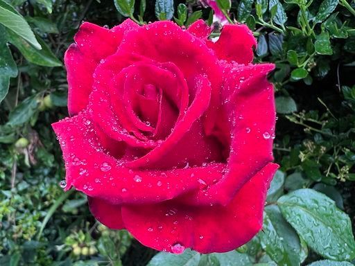 Arelene Margaret Roberts