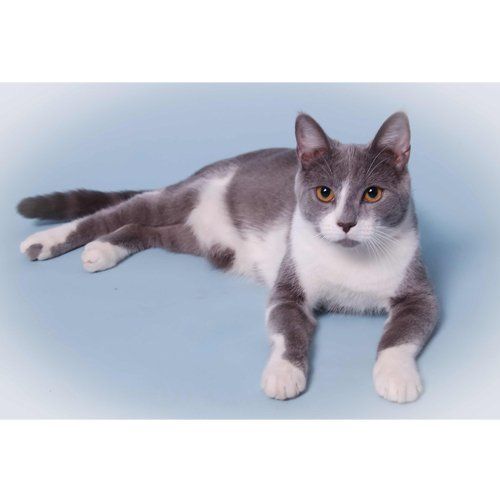 Portrait photo example 4