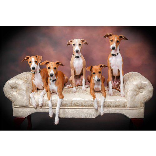 Portrait photo example 9