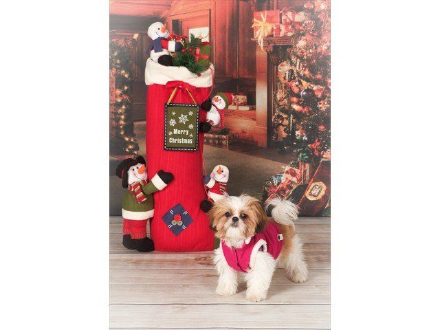 Portrait photo example 17