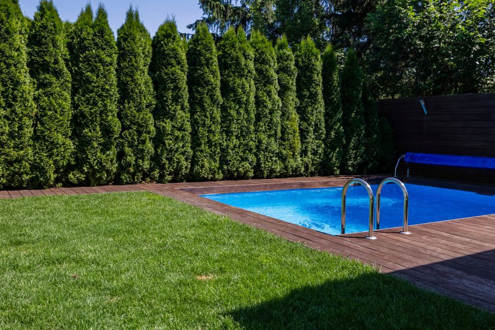 Professional Privacy Tree Planting