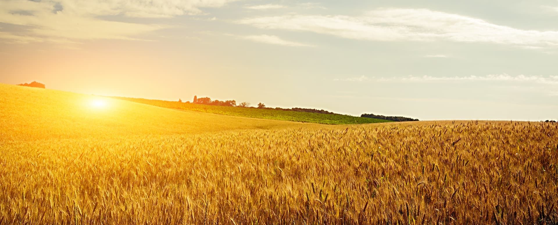 Golden wheat field under a bright sun, with buildings on a distant hill.