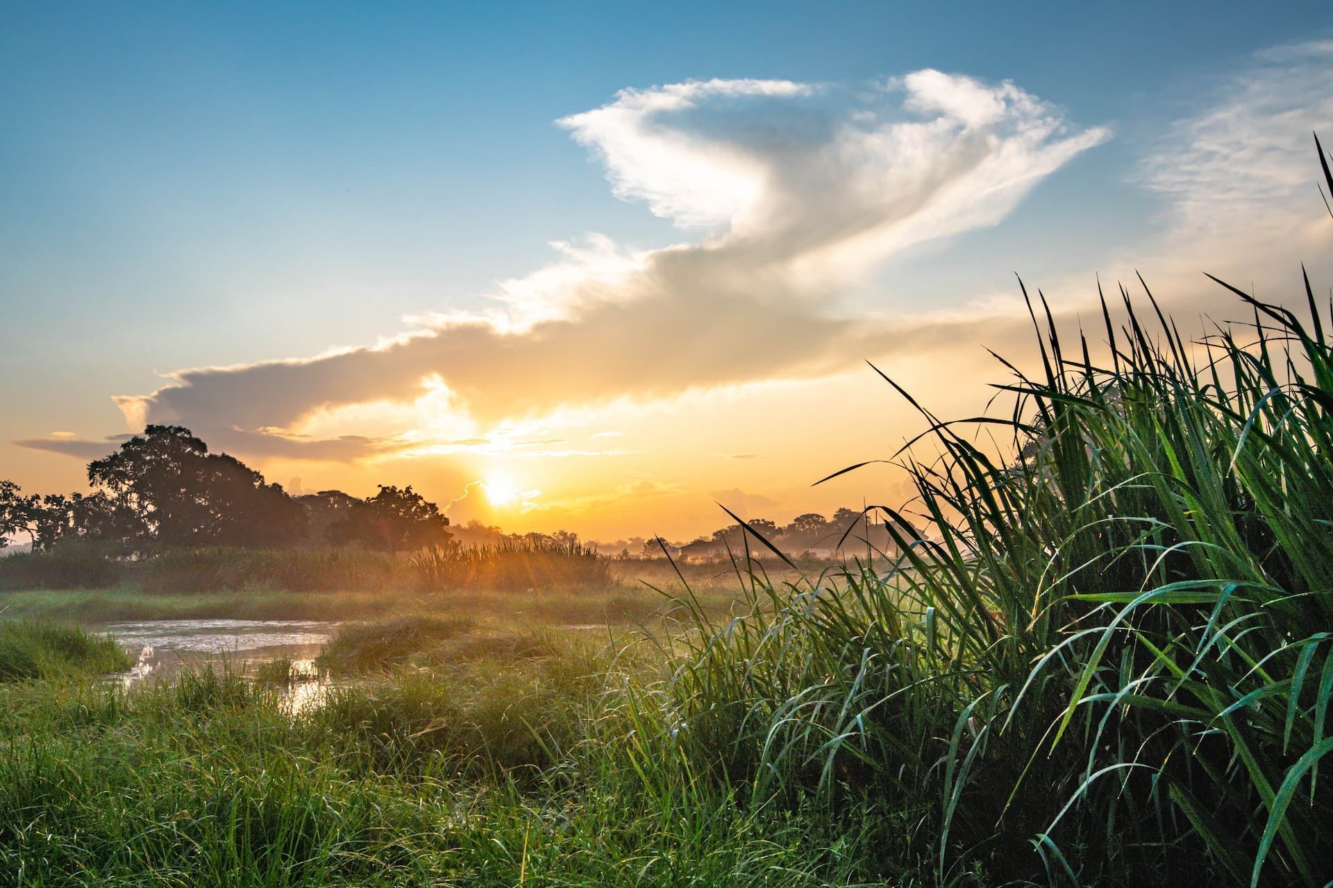 Sunset over a grassy wetland, with clouds, trees, and bright sky.