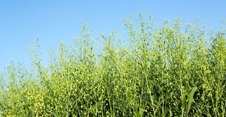 Oil from camelina seeds grown in Hawaii can make sustainable aviation fuel.
