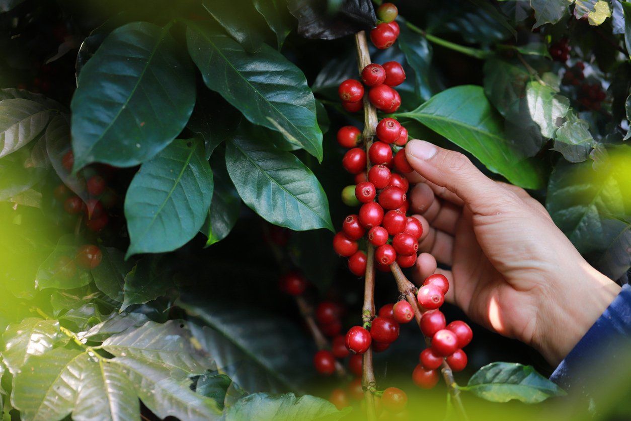 Waste from our coffee plantations can be used to make clean fuel for cars, trucks, and airplanes. 
