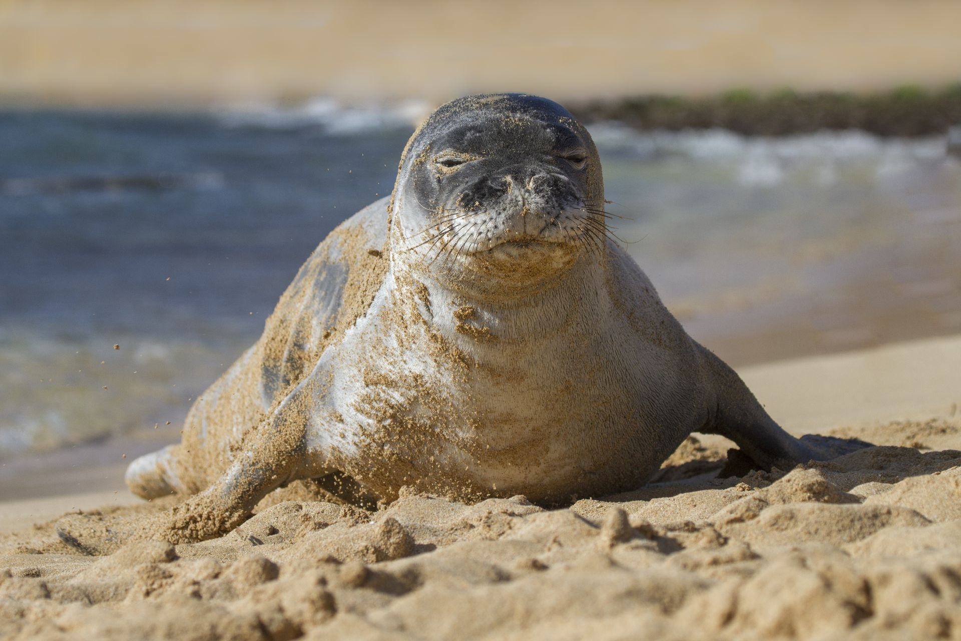 Cleaner air and water from cleaner fuels would help Hawaiian monk seals survive.
