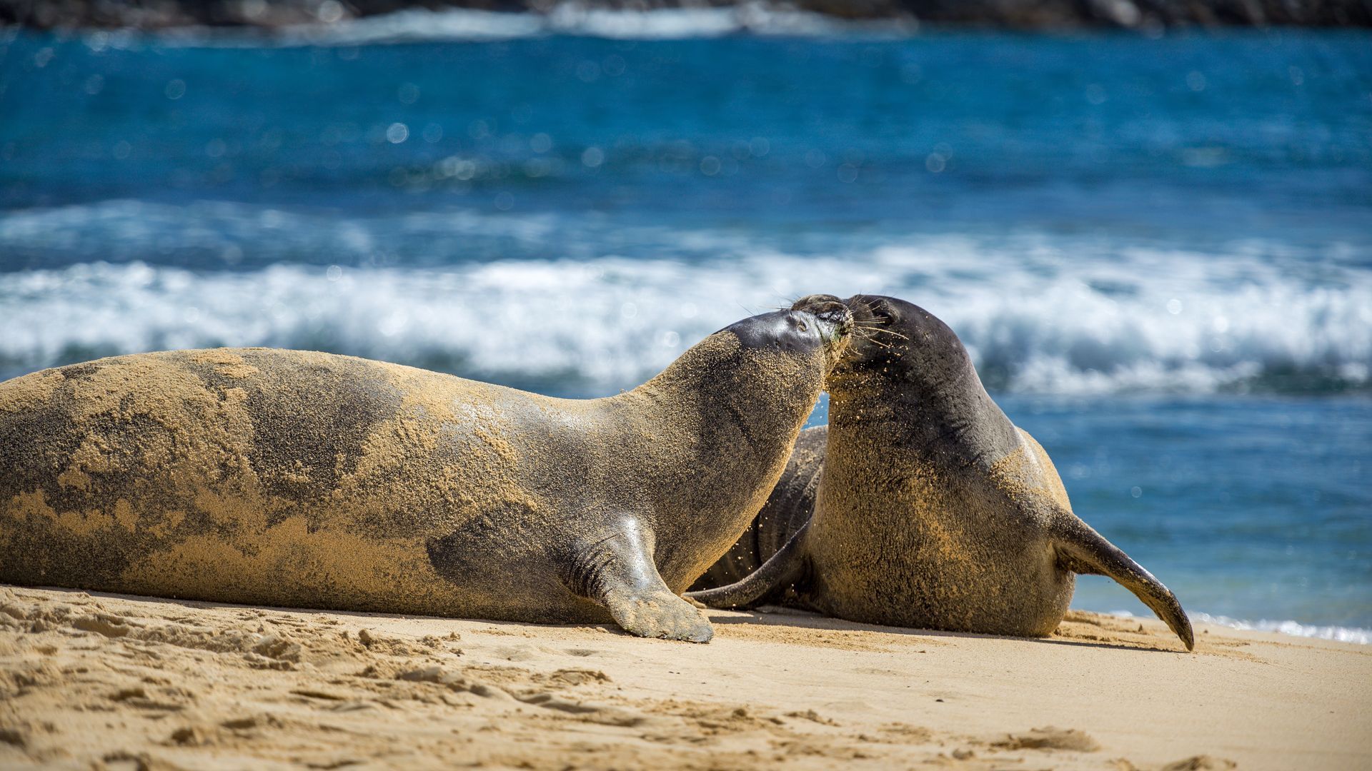 Hawaiian monk seals are endangered by climate change.