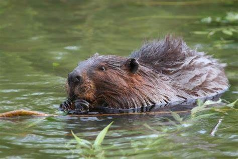 A beaver is swimming in the water with a stick in its mouth.