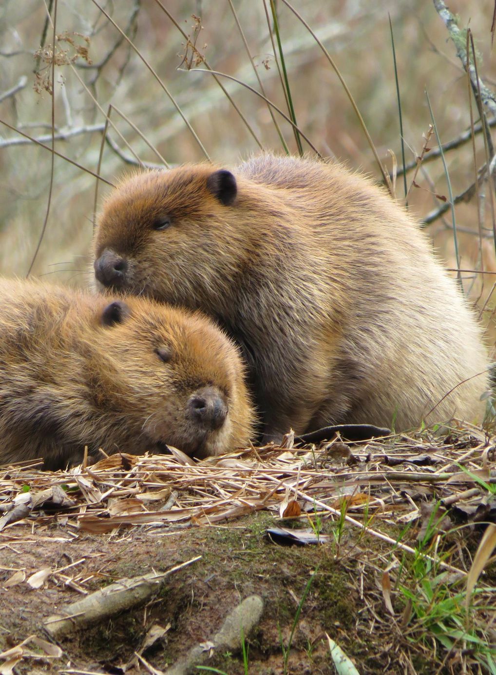 Two beavers are laying on top of each other on the ground.
